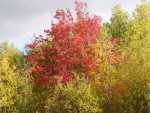 couleurs automne Girardville 