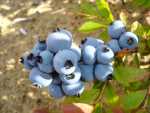 Bleuets