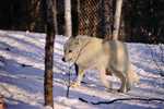 CENTRE D'OBSERVATION DES LOUPS