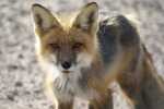 Renard 